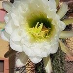 Echinopsis bridgesii 花