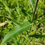 Salix eriocephala Листок