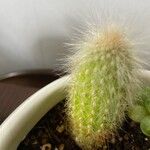 Cleistocactus strausii Frunză