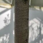 Dacrydium elatum বাকল