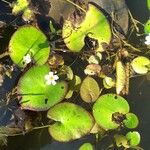 Nymphoides cristata Feuille