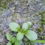 Veronica beccabungaLapas