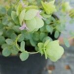 Origanum scabrum Flower