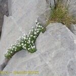 Asperula hirta Habit