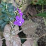 Pseuderanthemum alatum Flor