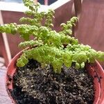 Pilea microphylla Feuille