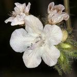 Phacelia distans Flower