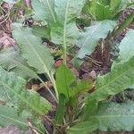 Rumex patientia Blad