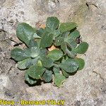 Primula allionii Habit