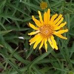 Inula ensifolia 花