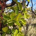 Ximenia americana Hoja