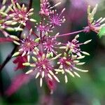 Chaerophyllum temulum Habit