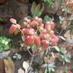 Kalanchoe miniata Frucht