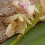 Polystachya carnosa Flower