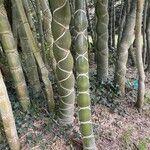 Bambusa tuldoides Folha