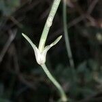 Dianthus integer Cortiza