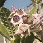 Calotropis gigantea Blüte