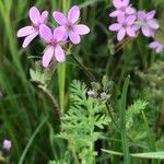 Erodium cicutariumKvět