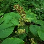 Aralia racemosa Gyümölcs