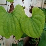 Dioscorea bulbifera Feuille