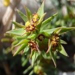 Euphorbia sulcata Fleur