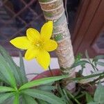 Zephyranthes citrina Bloem