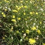 Crepis foetida Habitatea