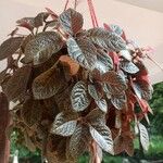 Episcia cupreataList