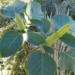 Datura wrightii Blad