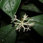 Rudgea cornifolia List