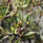 Rhododendron yunnanense Frutto