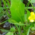 Ranunculus ophioglossifolius Feuille