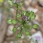 Iberis pinnata Frucht