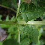 Dryopteris pentheri Blatt