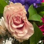 Rosa x odorata Flower