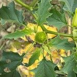 Datura stramoniumपत्ता
