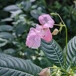 Impatiens glandulifera Blomma