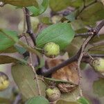 Ziziphus mucronata ഫലം