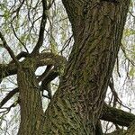 Salix × pendulina Bark