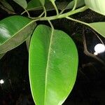 Ficus elastica Folha