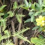 Gleichenella pectinata Hoja