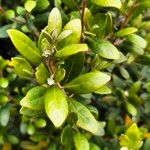 Diospyros dichrophylla Folio