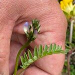 Astragalus alpinus Kwiat