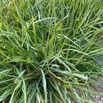 Bulbine frutescens Blatt