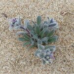 Echium arenarium Hábito