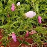 Oenothera tetraptera Leaf