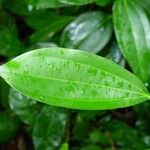 Cinnamomum verum Leaf