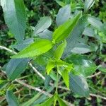 Chromolaena laevigata Leaf