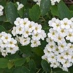 Spiraea chamaedryfolia Лист