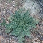 Verbascum sinuatum برگ